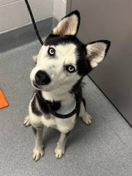 Siberian Husky Dogs Available for Adoption in Indianapolis, Indiana - BECS | PetCurious