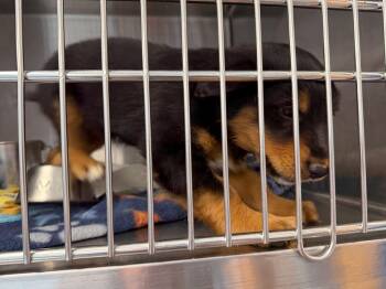 Star -  Bernese Mountain Dog and Rottweiler Dog for Adoption in Kingman, Arizona - Star | PetCurious