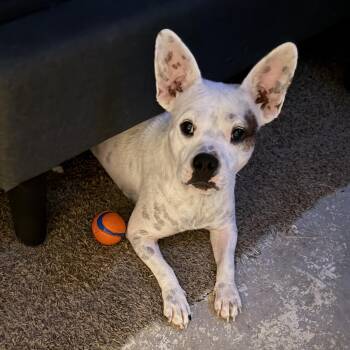 Melody -  American Staffordshire Terrier and American Bulldog Dog for Adoption in Carrollton, Texas - Melody | PetCurious