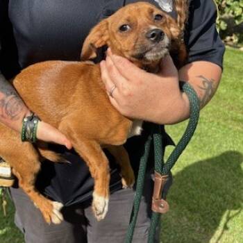 Rescue Terrier and Mixed Breed Dogs for Adoption in Honolulu, Hawaii - 59657966 | PetCurious