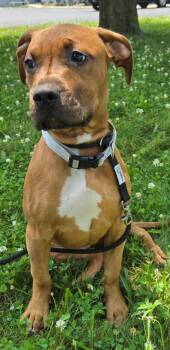 Lady Bug -  Boxer and Retriever Dog for Adoption in Sandusky, Ohio - Lady Bug | PetCurious