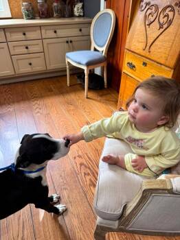 Zayn -  Pit Bull Terrier Dog for Adoption in Germantown, Ohio - Zayn | PetCurious