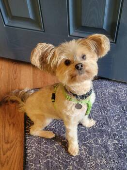 Ga-leanda -  Yorkshire Terrier Dog for Adoption in Greensboro, North Carolina - Ga-leanda | PetCurious