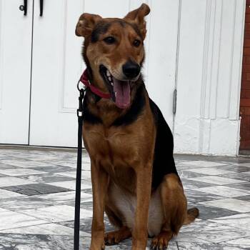 German Shepherd Dog Dogs Available for Adoption - Arrow | PetCurious