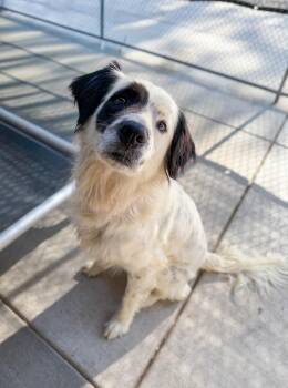 Luna -  Australian Shepherd and Mixed Breed Dog for Adoption in Severance, Colorado - Luna | PetCurious