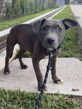 Pit Bull Terrier and Mixed Breed Dogs Available for Adoption in Conroe, Texas - MEREDITH | PetCurious