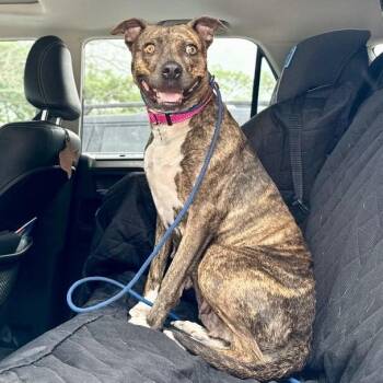 Rainee Bee The Brindle Beauty Sweetheart -  Dutch Shepherd and Pit Bull Terrier Dog for Adoption in Friendswood, Texas - Rainee Bee The Brindle Beauty Sweetheart | PetCurious