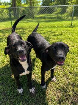 Anju -  Black Labrador Retriever and German Shepherd Dog Dog for Adoption in Mexia, Texas - Anju | PetCurious
