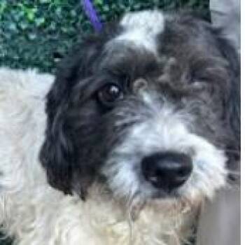 Peach -  Poodle and Mixed Breed Dog for Adoption in Tacoma, Washington - Peach | PetCurious