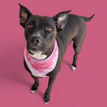 Rescue Black Labrador Retriever and Border Collie Dogs for Adoption in Thousand Oaks, California - Vikky -- URGENT!! | PetCurious