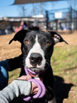 Mixed Breed Dogs Available for Adoption in Chamblee, Georgia - Poppa | PetCurious