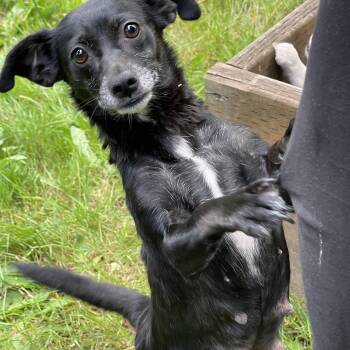 JESSE MARSCH -  Chihuahua Dog for Adoption in Graham, Washington - JESSE MARSCH | PetCurious