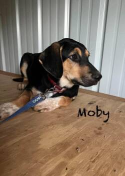 Moby Ralph -  German Shepherd Dog Dog for Adoption in Aurora, Indiana - Moby Ralph | PetCurious