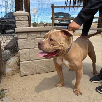 Pit Bull Terrier Dogs Available for Adoption in Fallon, Nevada - Tank | PetCurious