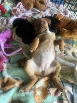 Rescue Pit Bull Terrier and Terrier Dogs for Adoption in Broomfield, Colorado - ESME | PetCurious