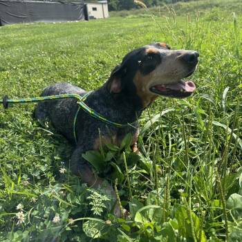Dixie -  Bluetick Coonhound Dog for Adoption in Batavia, Ohio - Dixie | PetCurious