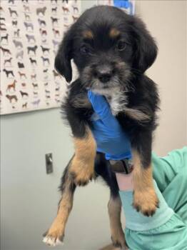 Rescue Australian Cattle Dog Blue Heeler and Mixed Breed Dogs for Adoption in Loveland, Colorado - BIGFOOT | PetCurious