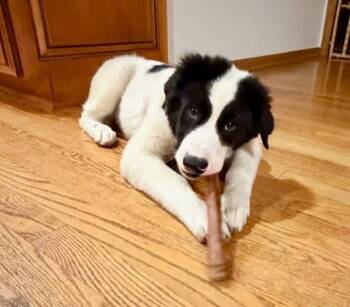 George -  Great Pyrenees and Labrador Retriever Dog for Adoption in Orland Park, Illinois - George | PetCurious