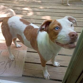 Pit Bull Terrier and Mixed Breed Dogs Available for Adoption in Wadena, Minnesota - Sky | PetCurious