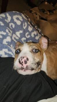 Mixed Breed Dogs Available for Adoption - Peter Pan | PetCurious