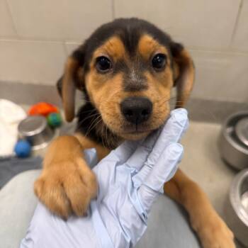 Rescue Hound and Mixed Breed Dogs for Adoption in Nashville, Tennessee - Huck | PetCurious