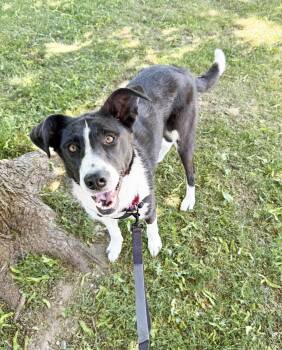 Nala - loving playful adorable little girl -  Mixed Breed Dog Available for Adoption in Oshkosh, Wisconsin - Nala - Loving Playful Adorable Little Girl | PetCurious