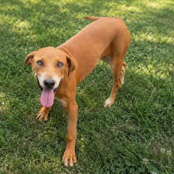 BUTTERBEAN -  Mixed Breed Dog for Adoption in Cranston, Rhode Island - BUTTERBEAN | PetCurious