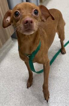 Lani Girl -  Chihuahua and Mixed Breed Dog for Adoption in Honolulu, Hawaii - Lani Girl | PetCurious