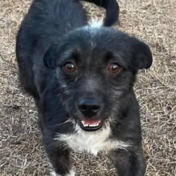 Schnauzer Dogs Available for Adoption - Twinkie | PetCurious