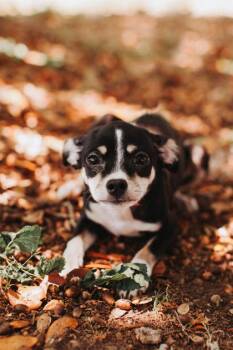 Chihuahua and Mixed Breed Dogs Available for Adoption in North Charleston, South Carolina - 91891a Tootie | PetCurious