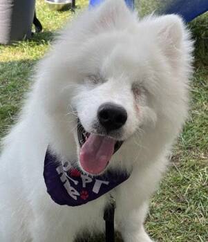Boris -  Samoyed Dog for Adoption in London, Ontario - Boris | PetCurious