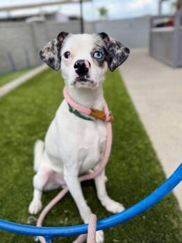 *Norman* -  Terrier and Chihuahua Dog for Adoption in Salt Lake City, Utah - *Norman* | PetCurious