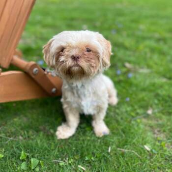 Shih Tzu and Mixed Breed Dogs Available for Adoption in New York, New York - Colonel | PetCurious