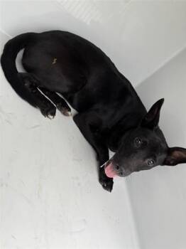A662032 -  Australian Kelpie and Mixed Breed Dog for Adoption in Houston, Texas - A662032 | PetCurious