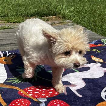 Callie -  West Highland White Terrier Westie Dog for Adoption in Santa Fe, Texas - Callie | PetCurious