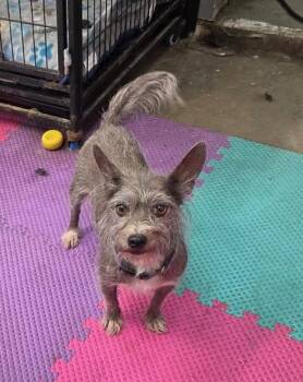 Roxie -  Chinese Crested Dog Dog for Adoption in Tulsa, Oklahoma - Roxie | PetCurious