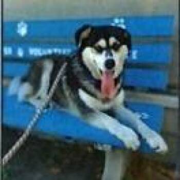 Husky Dogs Available for Adoption - Eggo | PetCurious