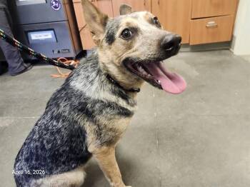 Australian Cattle Dog Blue Heeler Dogs Available for Adoption in Santa Cruz, California - EVELYN* | PetCurious