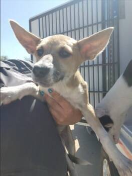 A660587 -  Husky and German Shepherd Dog Dog for Adoption in Houston, Texas - A660587 | PetCurious