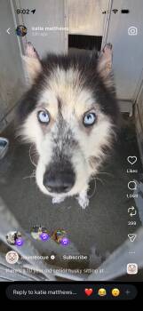 Husky Dogs Available for Adoption in Tucson, Arizona - Frontier | PetCurious
