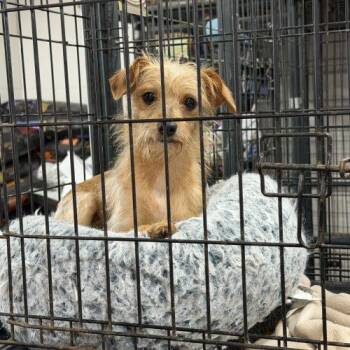 Amity -  Miniature Schnauzer and Mixed Breed Dog for Adoption in Matthews, Indiana - Amity | PetCurious