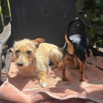 IVY -  Terrier and Mixed Breed Dog for Adoption in Richmond, California - IVY | PetCurious