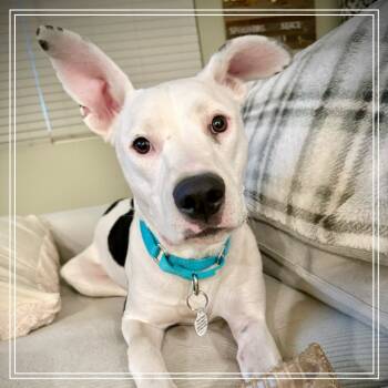 Rescue Pit Bull Terrier Dogs for Adoption in Chandler, Arizona - Daisy | PetCurious