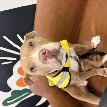 Rosa --Courtesy Post. Out of town pet. See below for details-- -  Pit Bull Terrier Dog for Adoption in Eagle, Idaho - Rosa --Courtesy Post. Out Of Town Pet. See Below For Details-- | PetCurious
