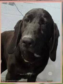 Bloodhound Dogs Available for Adoption in Newport, Kentucky - Kane | PetCurious