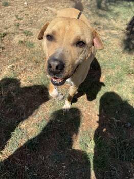 Shar Pei Dogs Available for Adoption in Canyon, Texas - Frito | PetCurious