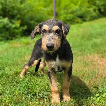 CT Lippy -  Terrier and Mixed Breed Dog for Adoption in Eastford, Connecticut - CT Lippy | PetCurious
