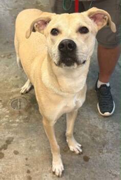 Banks -  Labrador Retriever and Great Pyrenees Dog for Adoption in Bowling Green, Kentucky - Banks | PetCurious