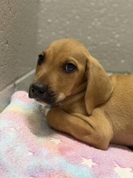 KitKat -  Hound Dog for Adoption in Sacramento, California - KitKat | PetCurious