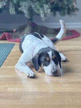 Beagle Dogs Available for Adoption - Buzby | PetCurious